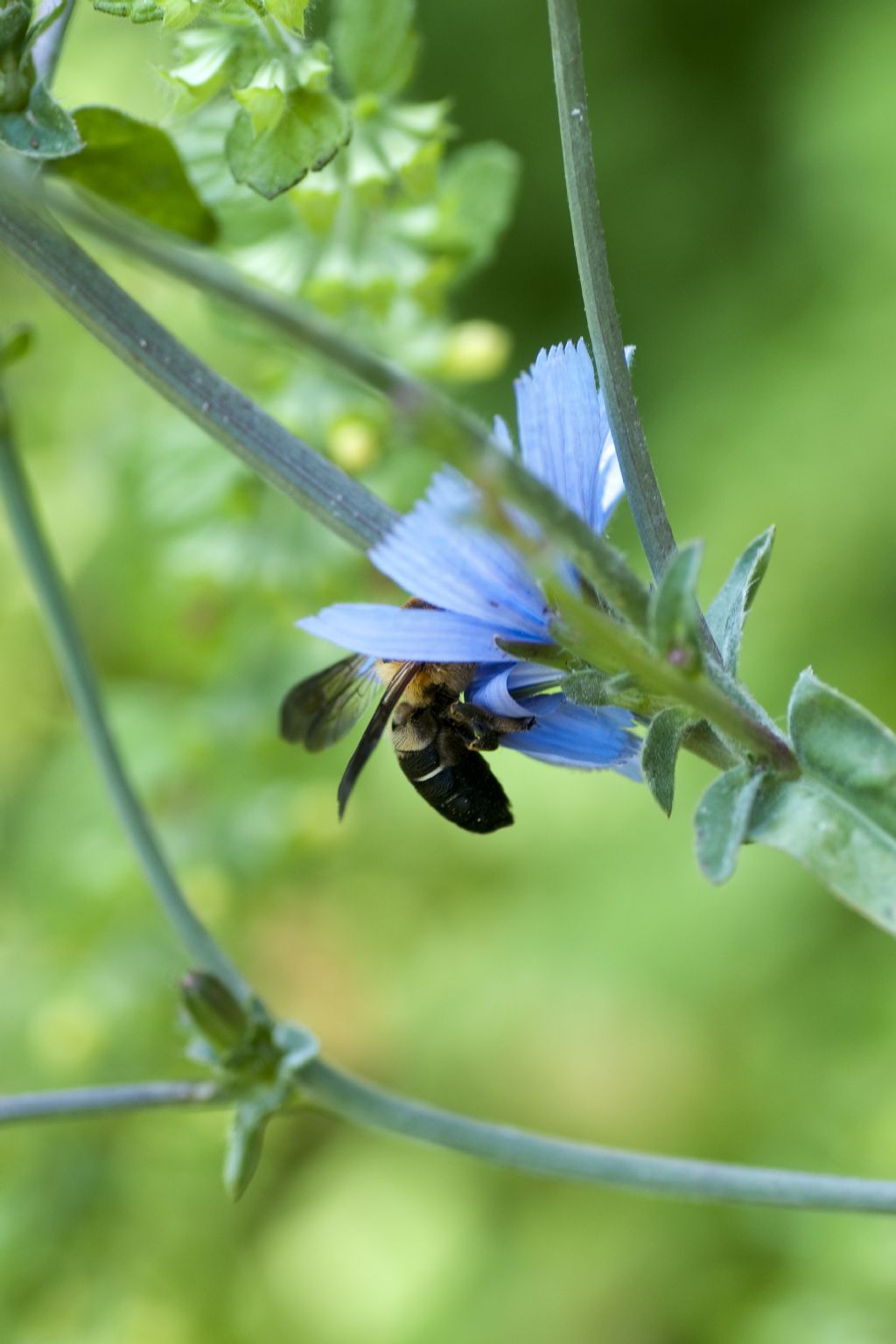 Megachile sculpturalis  (Megachlidae)